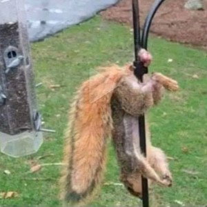 Squirrels Behaving