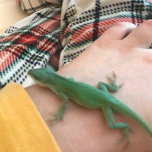 rap anole remastered