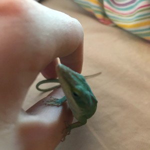 Rap -Anole