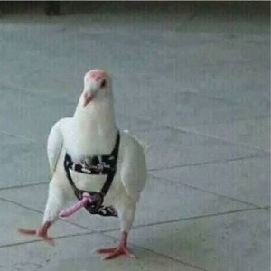 Tittler shitler 