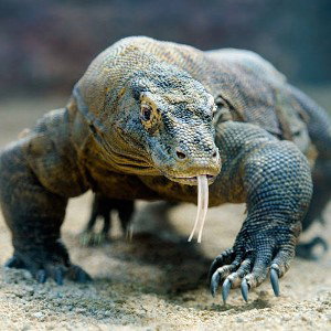 Komodo