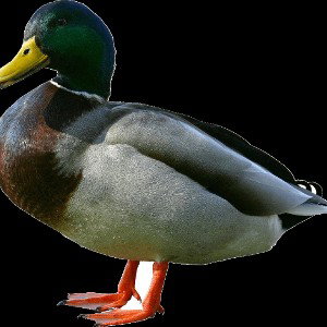 Duck