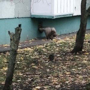 заблудшие души 