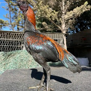 gallos dinero y mujeres