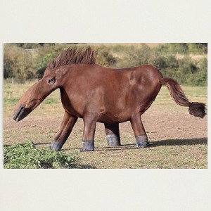 HORSE TRANKILIZER