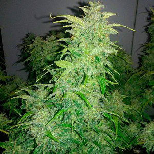THC TIPICO