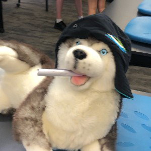 tako bell
