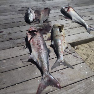 hook them like a fish bitch