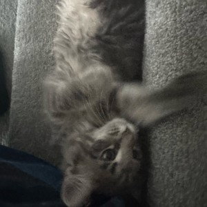 {{Intro}}