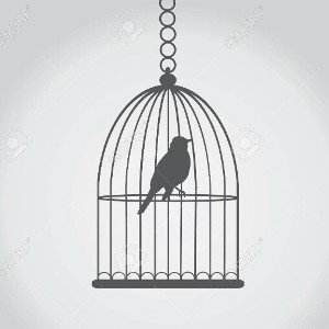 pajaro
