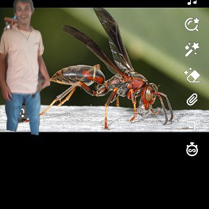 smoking wasp