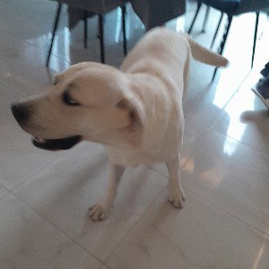 Питер бандитский 