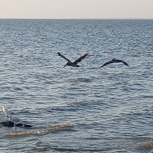 fly away the false