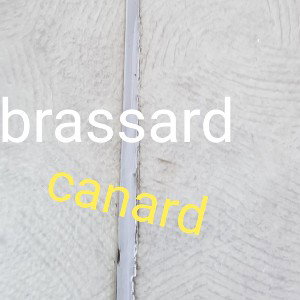 papy brassard 