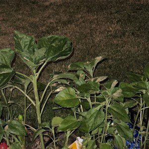 sunflowers