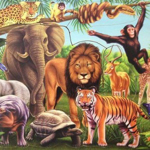 WildLifeBaby