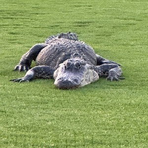 Gator Rap