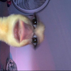 Ducks