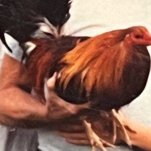 Rooster  Crows 