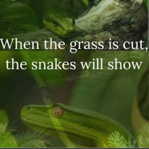 Snakes in the grass GOTTA CUT IT LOW 