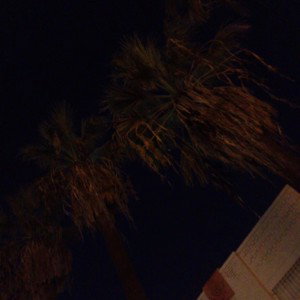 🌴💫🌵I'M STANDING TALL LIKE THESE  CALIFORNIA PALM TREES🌵🌵🌀🌵