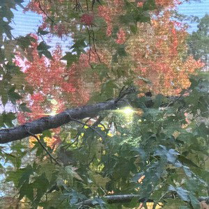 Life better sweet
