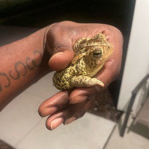 HipnOtoaD
