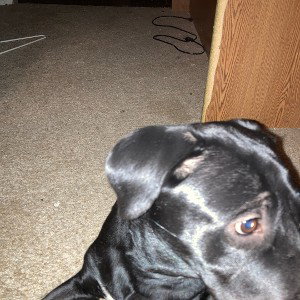 petting my dog