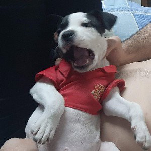 retirao