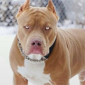 Big Pokey freestyle. (Hardest Pit 