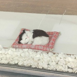 Котёнок