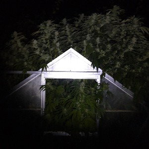 1 DONT Zerro...Freestylestoff💥dasweed🥦Reinklopft👊🏻