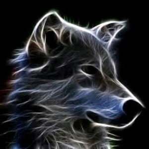 Jay wolf