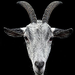 the goat