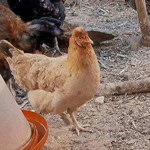 🐔 the Rap boys chicken