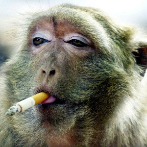 🐒  scimmia pazza