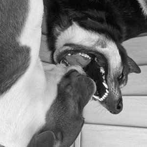 Chico & murdoc 