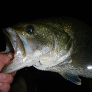 Reelin 