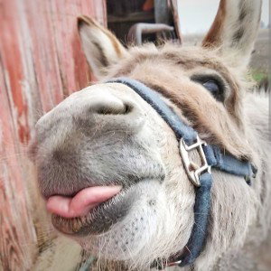 Donkey 2.0