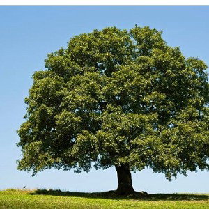 Trees