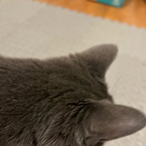 my cat sang this