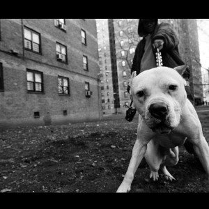 Breezy52-Richtung Millionen 