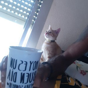 badtaiger vs beni
