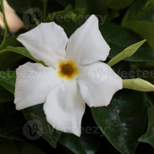 bella flor 