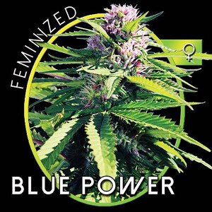 blue power 