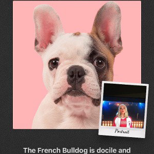 The bulldog is going to kill you