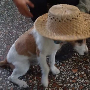 Tadeo