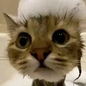 the bad cat