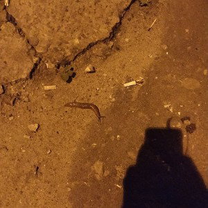 гуру грустного репа (доделанный)