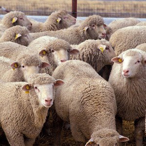 #AnotherHerdOfSheepToBeat